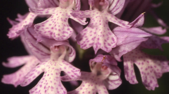 orchis tridentata